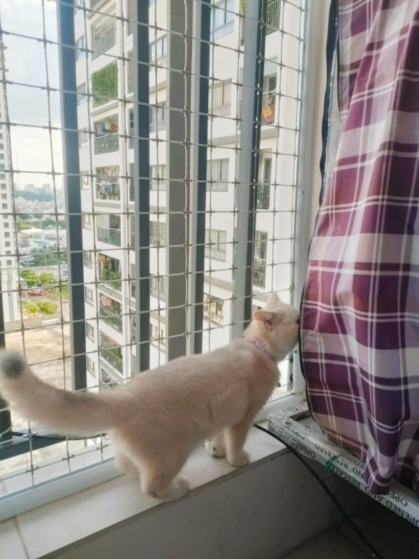 Lưới chắn mèo